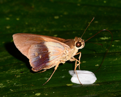 Calpodes longirostris