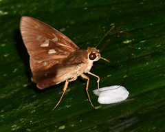 Calpodes longirostris