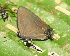Calycopis bellera