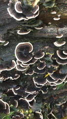 Trametes versicolor