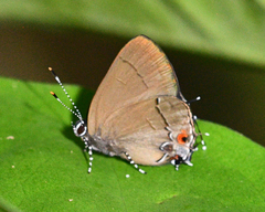 Calycopis bellera