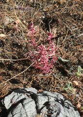 Coris monspeliensis maroccana