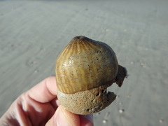 Calliactis parasitica