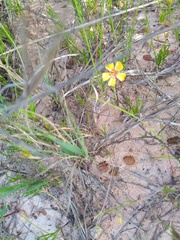 Linum rigidum