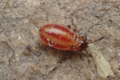 Lygaeus kalmii