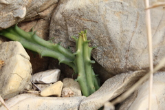Apteranthes europaea judaica