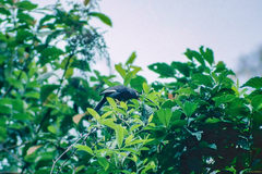 Pterorhinus mitratus major