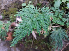 Selaginella stauntoniana