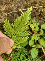 Selaginella stauntoniana