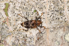 Trypanidius dimidiatus