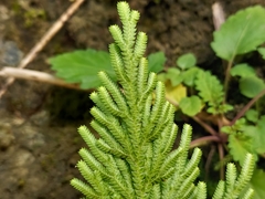 Selaginella stauntoniana