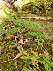 Selaginella stauntoniana