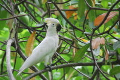 Cacatua