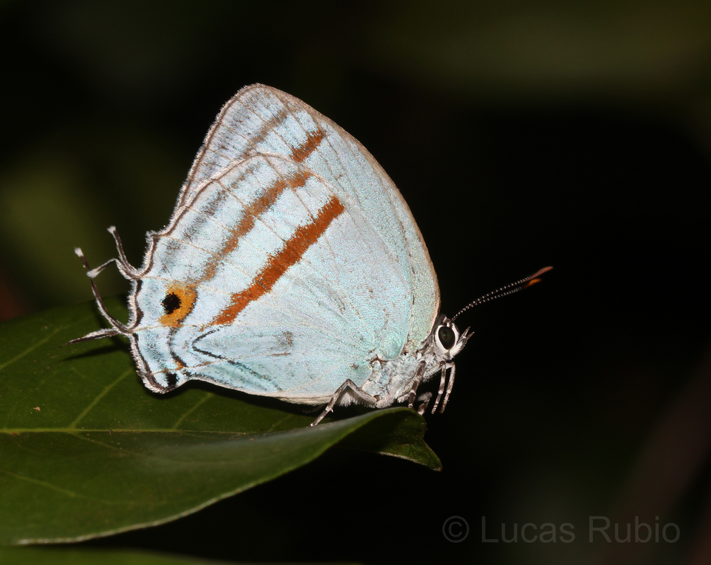 Paiwarria venulius
