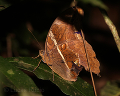 Eryphanis reevesii pusillus