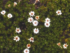 Linochilus colombianus