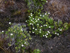 Linochilus glutinosus