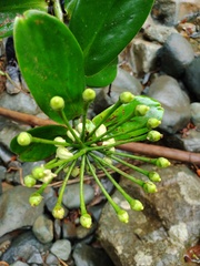 Marcgraviaceae
