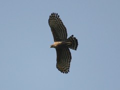 Nisaetus nipalensis
