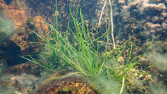 Eriocaulon cinereum