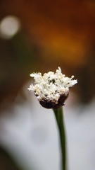 Eriocaulon cinereum