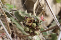 Apteranthes europaea judaica
