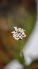 Eriocaulon cinereum