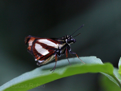 Propertius propertius