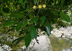 Dysoxylum oppositifolium