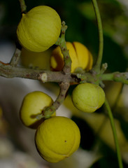 Dysoxylum oppositifolium