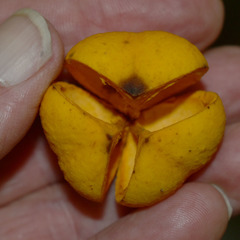 Dysoxylum oppositifolium