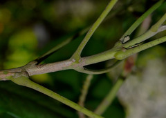 Dysoxylum oppositifolium
