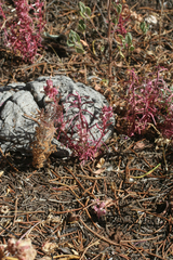 Coris monspeliensis maroccana