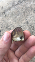 Senilia senilis