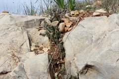 Apteranthes europaea judaica