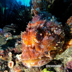 Scorpaena thomsoni