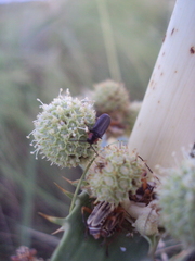 Polemius denticornis