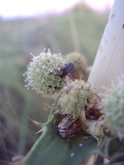 Polemius denticornis