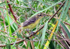 Pseudocolopteryx sclateri