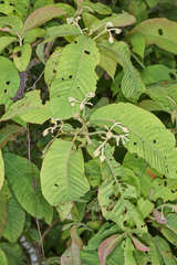 Saurauia oreophila