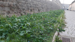 Rumex obtusifolius