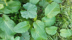 Rumex obtusifolius