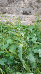 Rumex obtusifolius