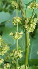 Rumex obtusifolius