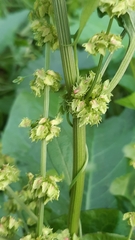 Rumex obtusifolius