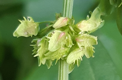 Rumex obtusifolius