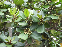 Palaquium