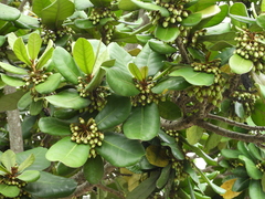 Palaquium