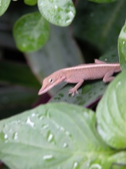 Anolis porcatus