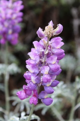 Lupinus excubitus